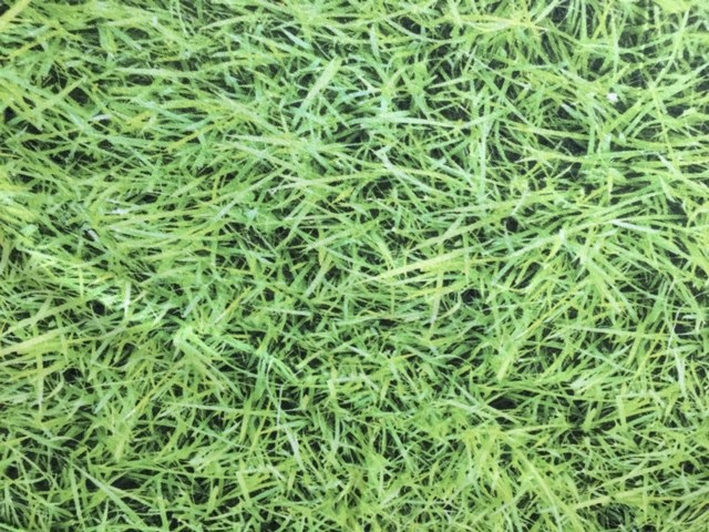 Bild 1 von Reststück Digital Stretchjersey Stoff - Gras  - 66 cm